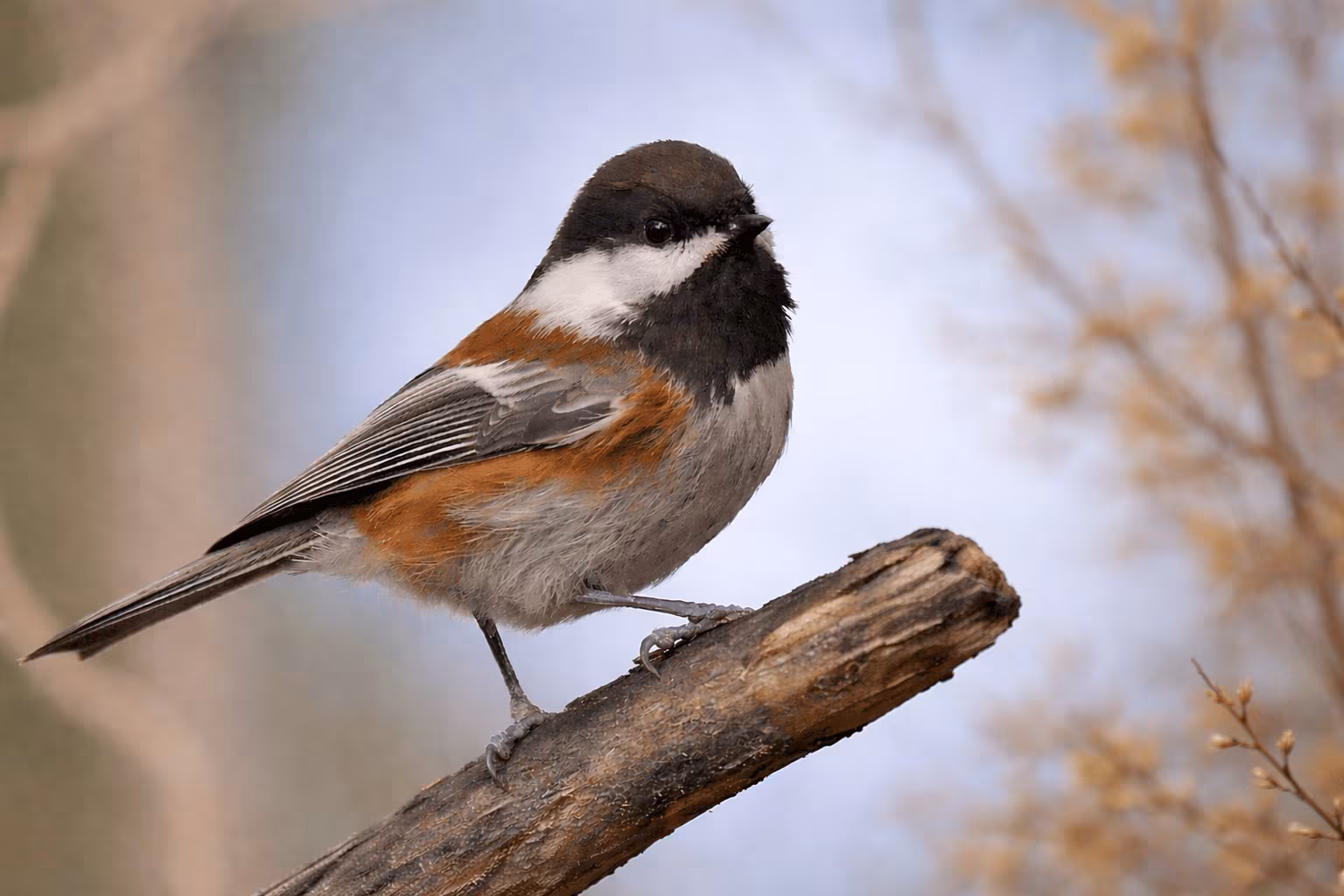 Chestnut-backed chickadee